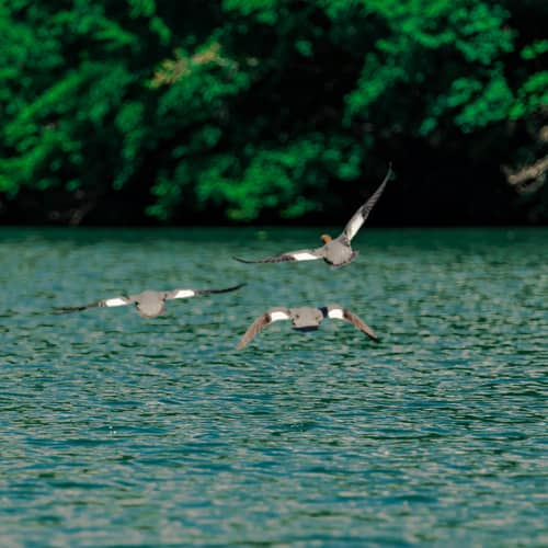 Immagine - eb9ad595-311b-4adb-8012-f552bc1e2e0e